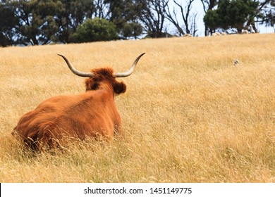 Highland Beef On Churchill Island