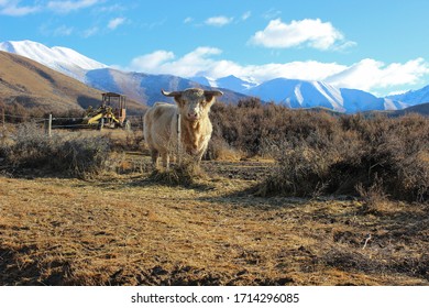 Highland Bull On A New Zealand Farm. Backed By Grassy Fields And Snow-capped Mountains. 