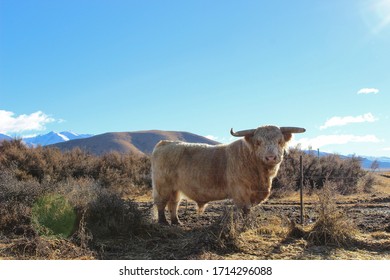 Highland Bull On A New Zealand Farm. Backed By Grassy Fields And Snow-capped Mountains. 