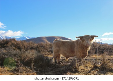 Highland Bull On A New Zealand Farm. Backed By Grassy Fields And Snow-capped Mountains. 