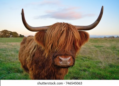 Highland cow baby
