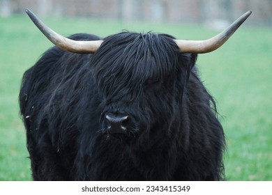 The Highland cattle aka Kyloe is a Scottish breed of rustic beef cattle. It originated in the Scottish Highlands and the Western Islands of Scotland. The usual coat colour is reddish brown or black. - Shutterstock ID 2343415349