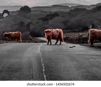 Highland Cattle Blocking The Road