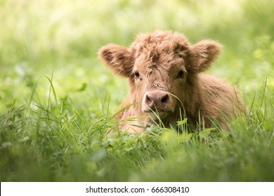 Royalty Free Baby Highland Cow Stock Images Photos Vectors