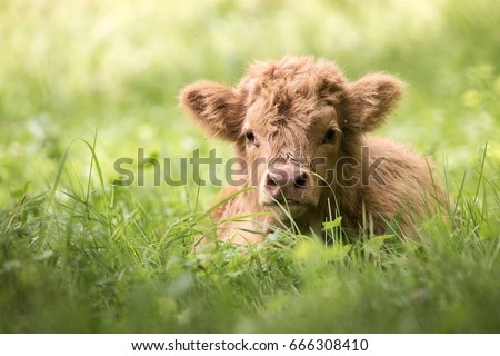 Highland cattle calf lying in high grass