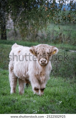 Similar – Young cattle Cattle Calf