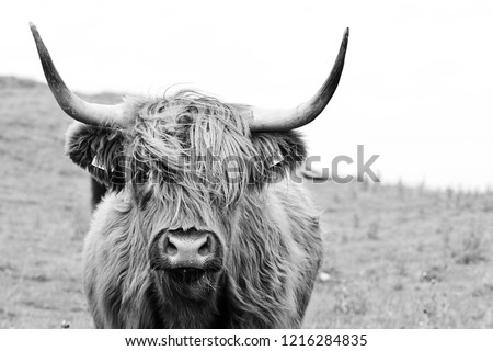 highland cattle closeup