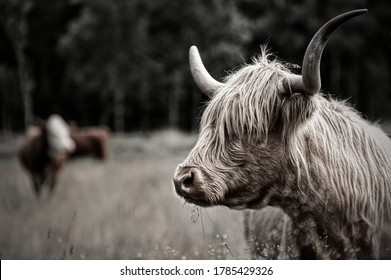 Highland cattle cow with bright long-haired fur,