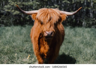 5,037 Highland cow face Images, Stock Photos & Vectors | Shutterstock