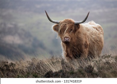 3,024 Shaggy cows with horns Images, Stock Photos & Vectors | Shutterstock