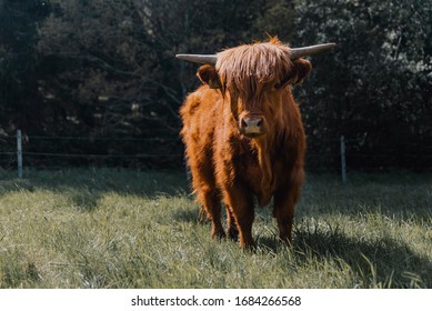 Highland Cattle Cow Sunlight Stock Photo (edit Now) 1684266568