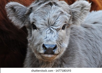Baby Highland Cow Images Photos Et Images Vectorielles De Stock Shutterstock