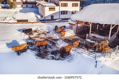 Highland Cattle Farm At Winter