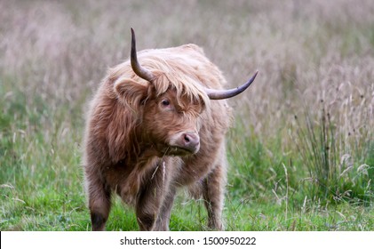 Highland Cattle Female Looking You Mouth Stock Photo (Edit Now) 1500950222