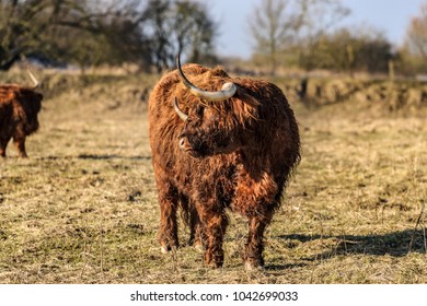 238 Cattle Maintenance Images, Stock Photos & Vectors | Shutterstock