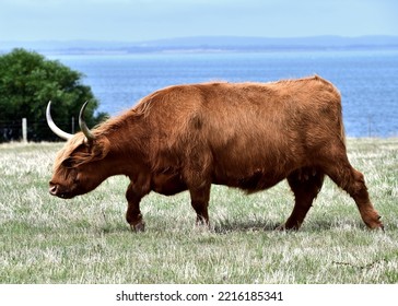 Highland Cattle Grazing On Churchill Island, Victoria