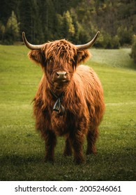 Highland Cattle Having A Good Hair Day