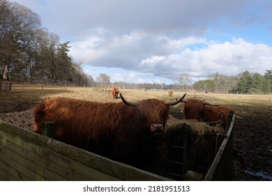 Highland Cattle Inveraray Castle Iconic Scottish Stock Photo 2181951513 ...