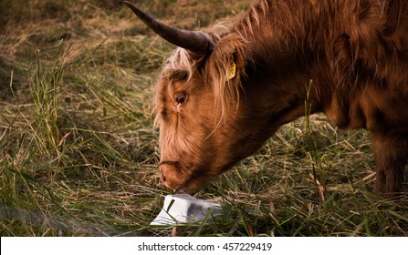 Highland Cattle Licking Mineral Lick