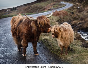 Highland cattle, mother tending to her calf on the road from Apple Cross, Scotland. January 2o18