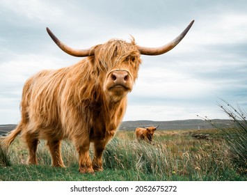 Highland Cattle in Northern Scotland - Powered by Shutterstock