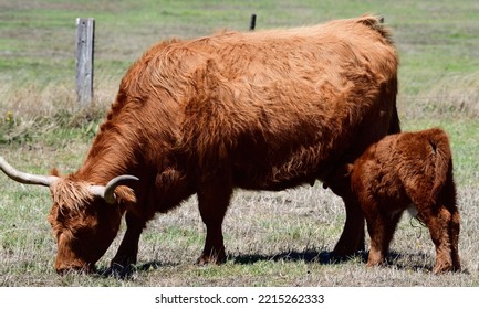 Highland Cattle On Churchill Island Victoria