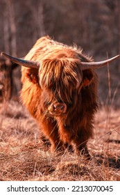 Highland Cattle At Pasture In Mountain Hairy Coo Sustainable Breeding For Slaughter, Sustainability