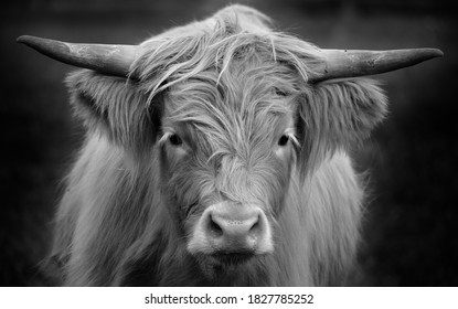 Highland cattle are a Scottish breed of cattle with long horns and long wavy coats which are colored black, brindled, red, yellow or dun.