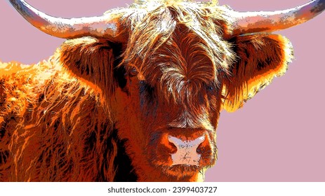 Highland cattle are a Scottish breed of cattle with long horns and long wavy coats which are colored black, brindled, red, yellow or dun