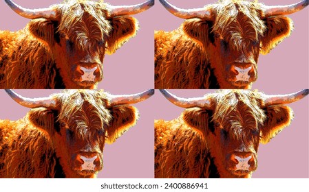 Highland cattle are a Scottish breed of cattle with long horns and long wavy coats which are colored black, brindled, red, yellow or dun