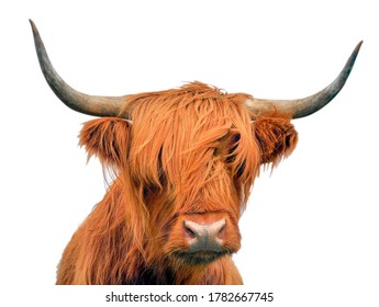 Highland cattle, a Scottish cow, isolated on white background