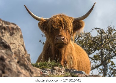 Highland Cattle in the Scottish Highlands, a classic breed of cattle bred for their hardiness and ability to easily cope with the highland weather