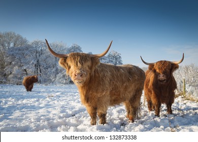 1,938 Highland Cattle In Snow Images, Stock Photos & Vectors 