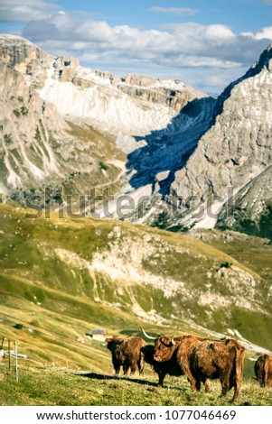 Highland cattle in the valley dolomites alp