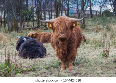 Highland cattles on pasture farm, scottish cows. Fort William Highlands Scotland. - Shutterstock ID 1544424518