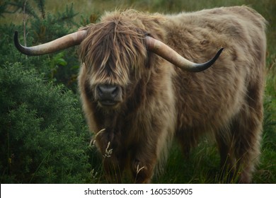 1,703 Highland Coo Images, Stock Photos & Vectors 