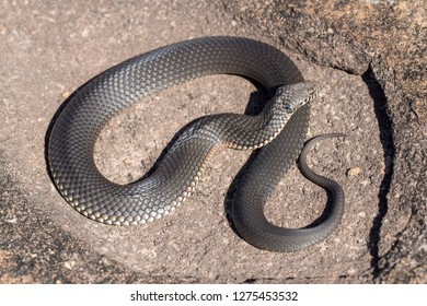 51 Highland Copperhead Snake Images, Stock Photos & Vectors | Shutterstock