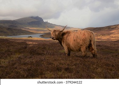 Highland Cow