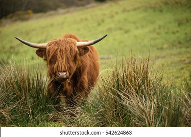 Long Haired Cow Big Pointy Horns Stock Photo (Edit Now) 7765048