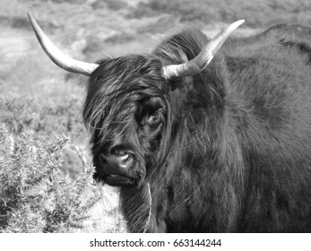 1,783 Black white highland cow Stock Photos, Images & Photography ...