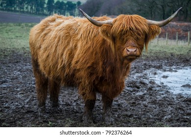 Highland Cow At Beecraigs Country Park, West Lothian