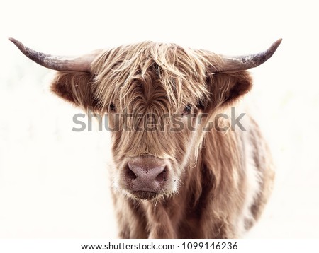 Highland cow brown