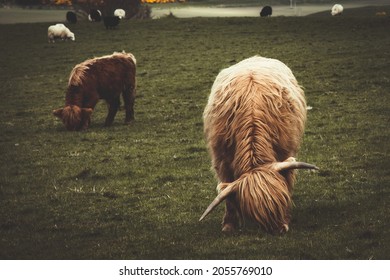 Highland cow - Eating grass