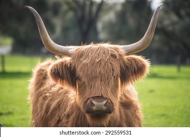 The Highland Cow In The Farm Of Churchill Island At Phillip Island, Victoria State Of Australia.