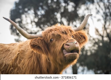 The Highland Cow In The Farm Of Churchill Island At Phillip Island, Victoria State Of Australia.