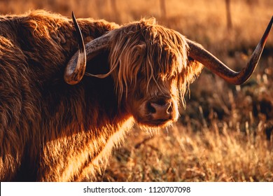 Highland Cow In Field