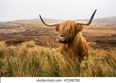 12,377 Hairy bull Images, Stock Photos & Vectors | Shutterstock
