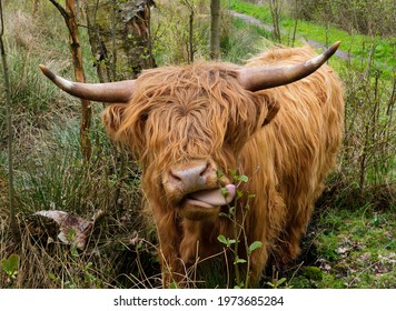 Highland Cow In Forest, Sticking Out Its Tongue