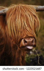 Highland Cow With Fringe And Tongue Sticking Out