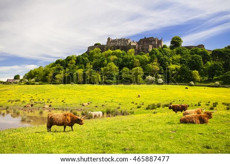 Highland cow in front of Stirling Castle. Typical scottish highland Cow. Stirling, Scotland, UK